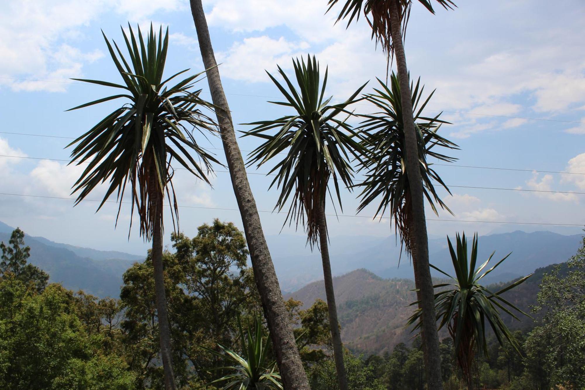 San Jose Del Pacifico- Cabanas Camino Al Cielo 1 Dış mekan fotoğraf